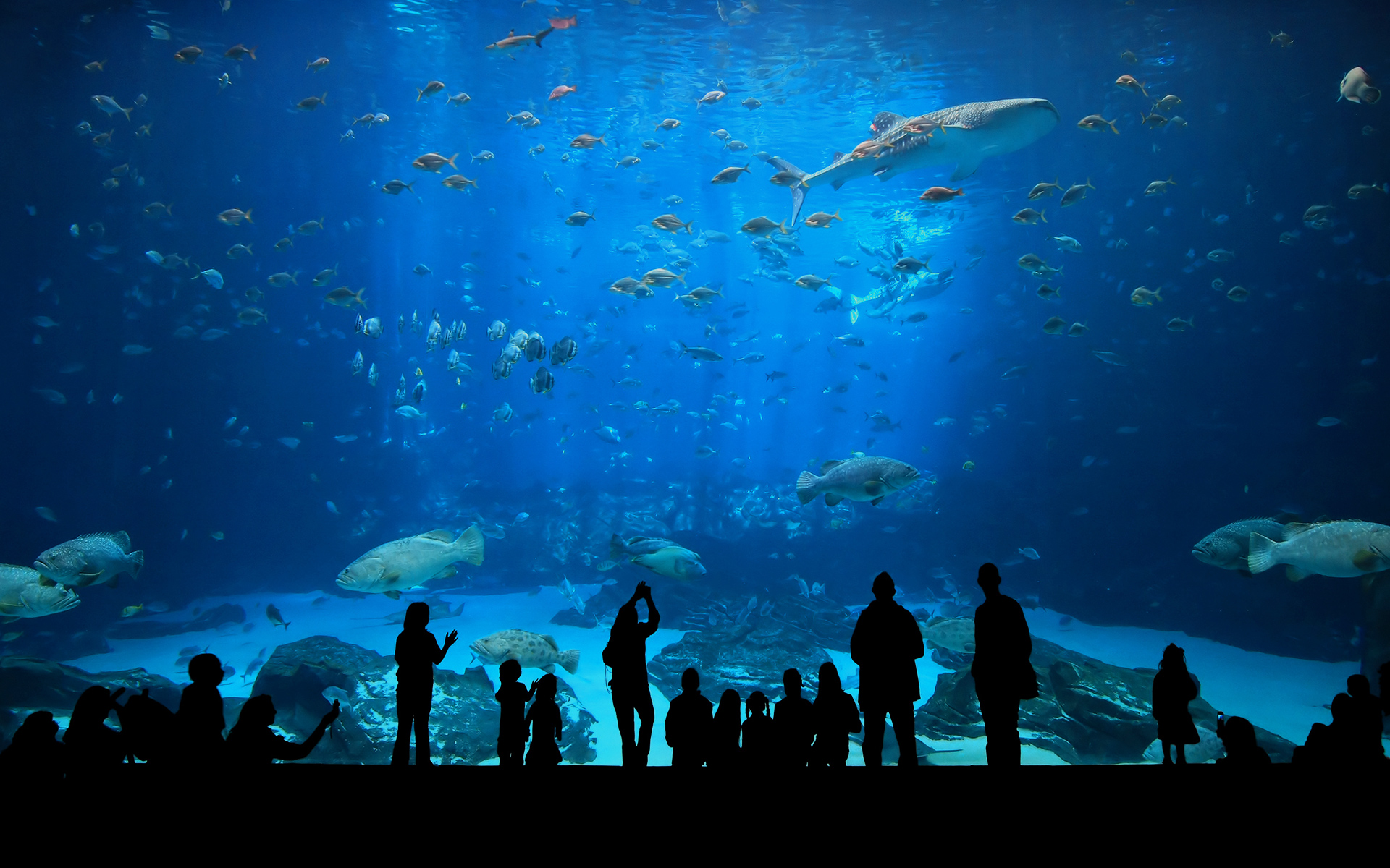 Haie im Aquarium