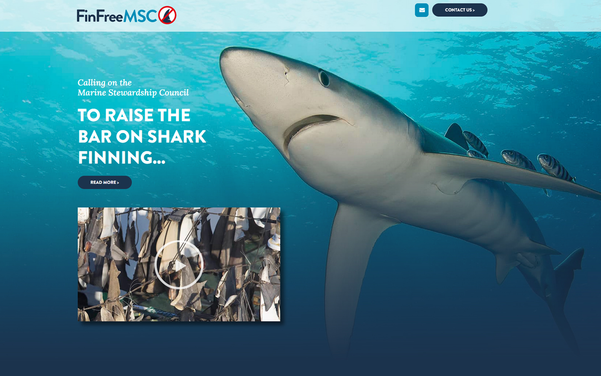 Effective Shark Finning Bans Advancing – Hopefully – Poseidon's Web