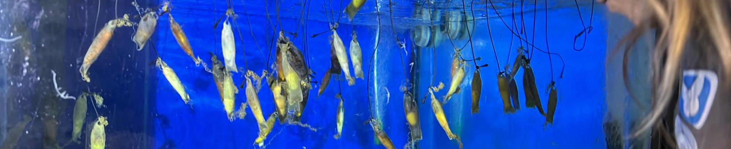 Katzenhai-Eier im Aquarium