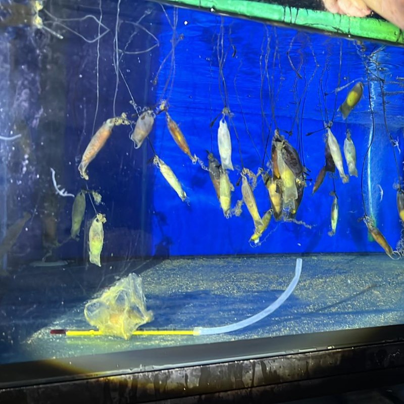 Katzenhai-Eier im Aquarium