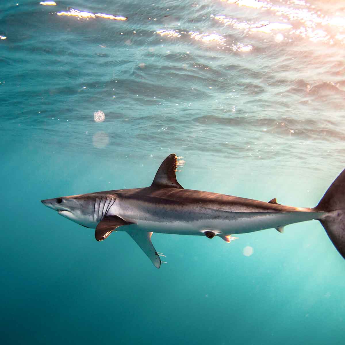 Shortfin Mako Conservation Extended SHARKPROJECT Shortfin Mako Conservation Extended SHARKPROJECT