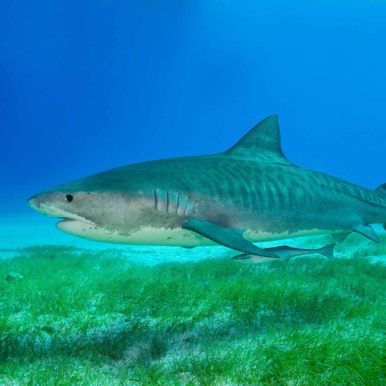 Pinnipeds – Glossary – SHARKPROJECT