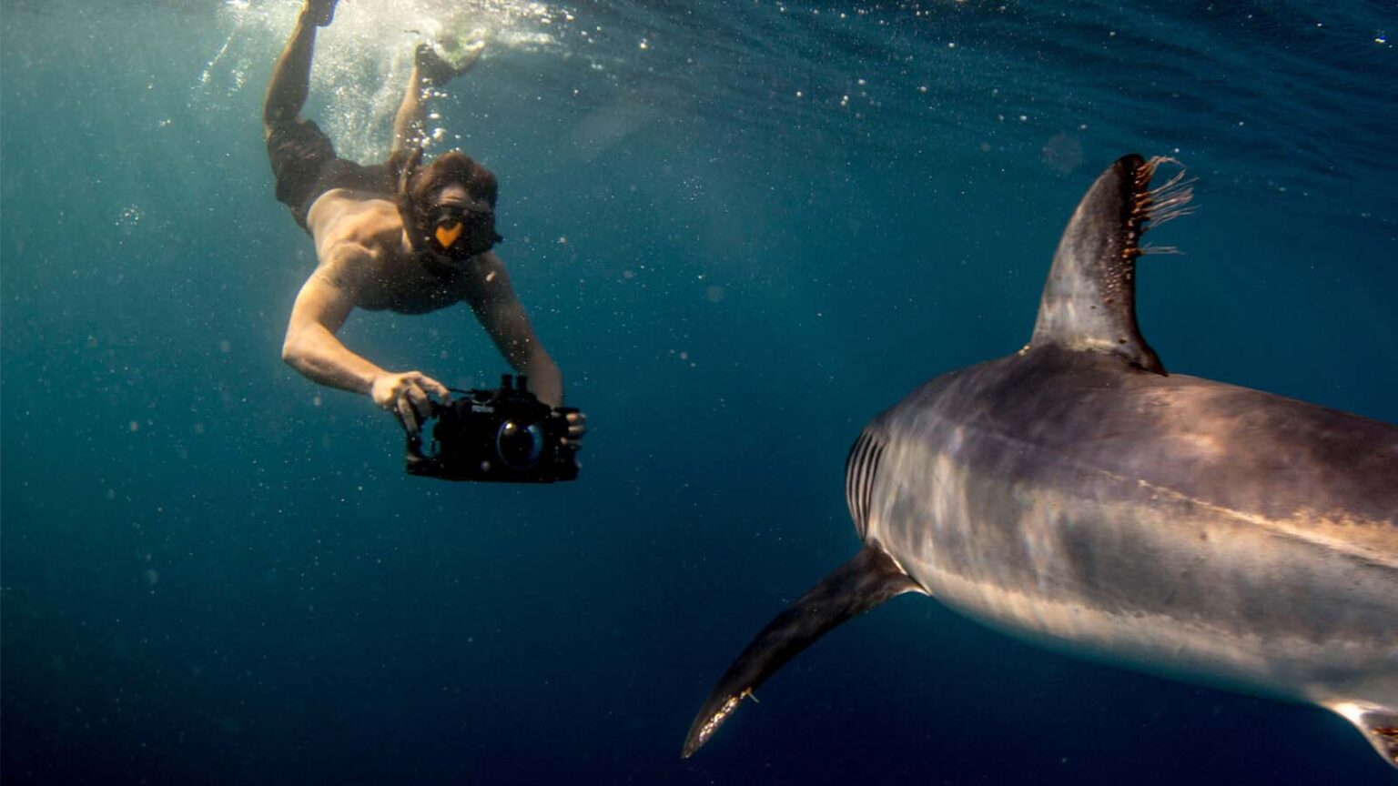 Begegnung Mit Haien SHARKPROJECT begegnung-mit-haien-sharkproject