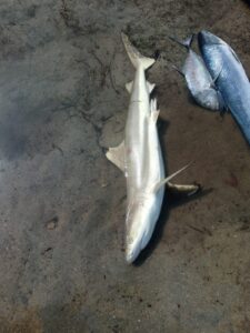 Photo: Sharkline Foundation / Abigail Kidd