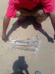 Photo: Sharkline Foundation / Abigail Kidd