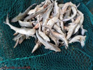 Photo: Sharkline Foundation / Abigail Kidd