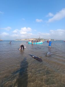 Sharkline Foundation