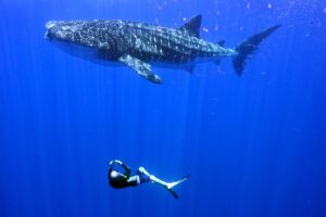 Hugues de Kerdrel. Photocredit: Flora Tomlinson Pilley